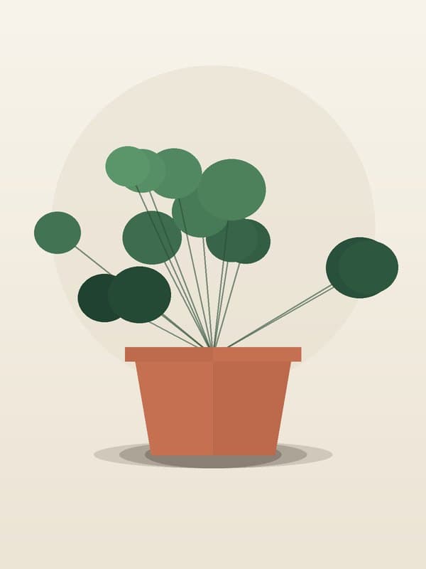 Peperomia Ginni