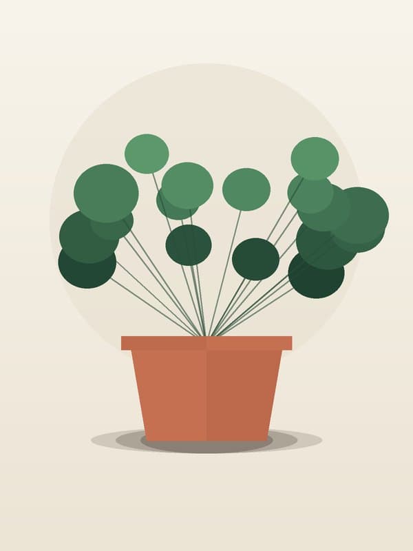 Peperomia Green — wholesale peperomia, 6in