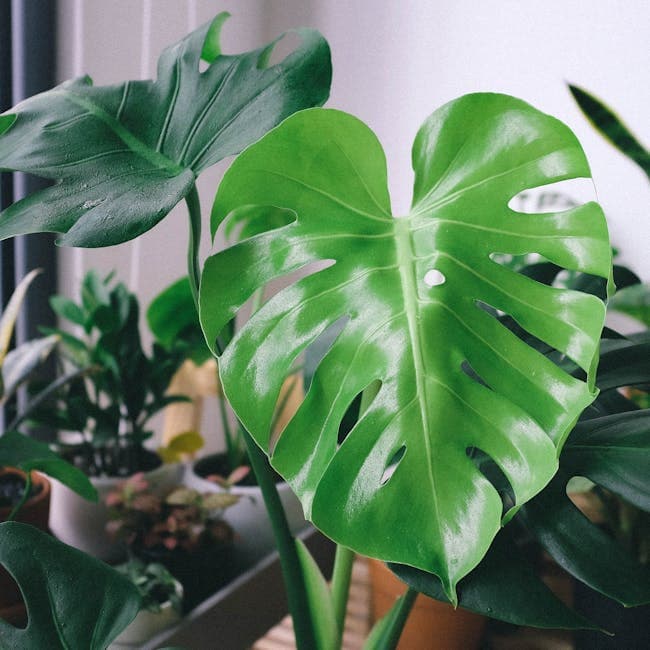 Philodendron Monstera Deliciosa