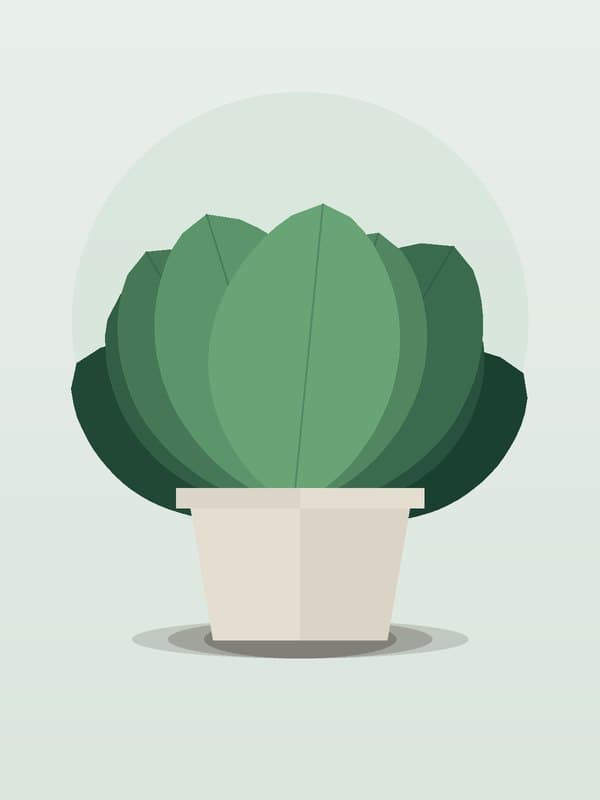 Philodendron Moonlight