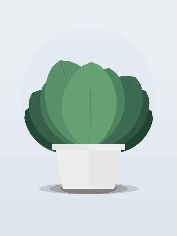 Philodendron Red Congo