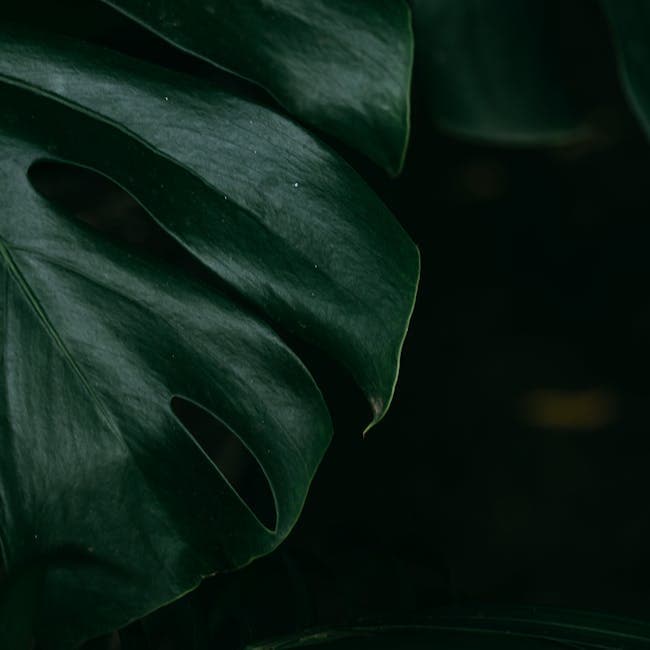 Philodendron Selloum — wholesale philodendron, 8in
