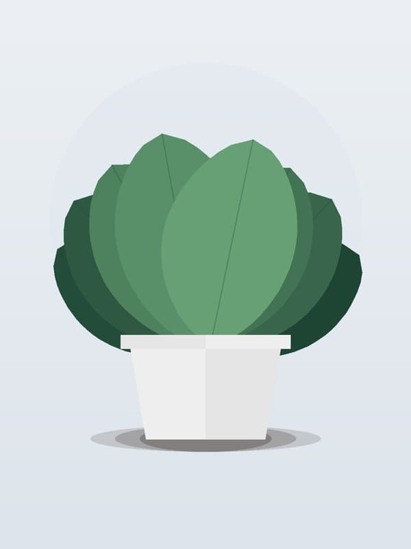 Philodendron Selloum — wholesale philodendron, 8in