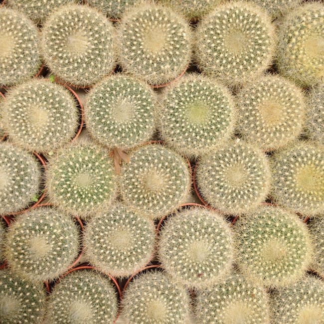 Prickly Pear Cactus Variegated