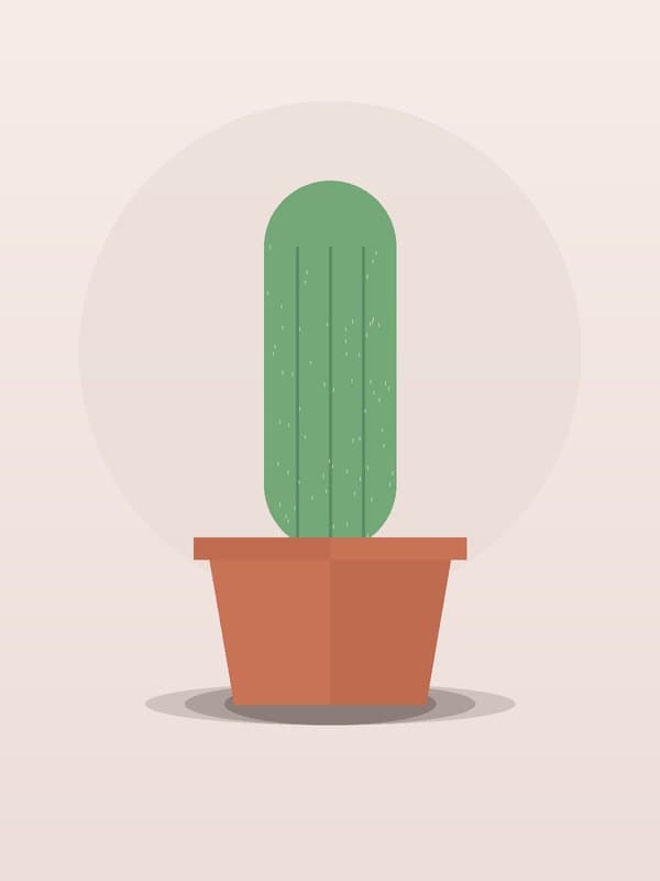 Prickly Pear Cactus Variegated