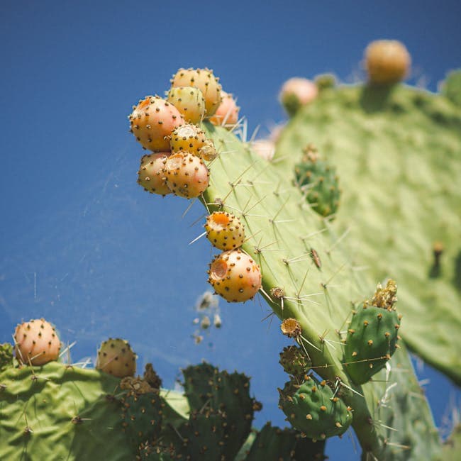 Prickly Pear Cactus — wholesale cactus, 6in