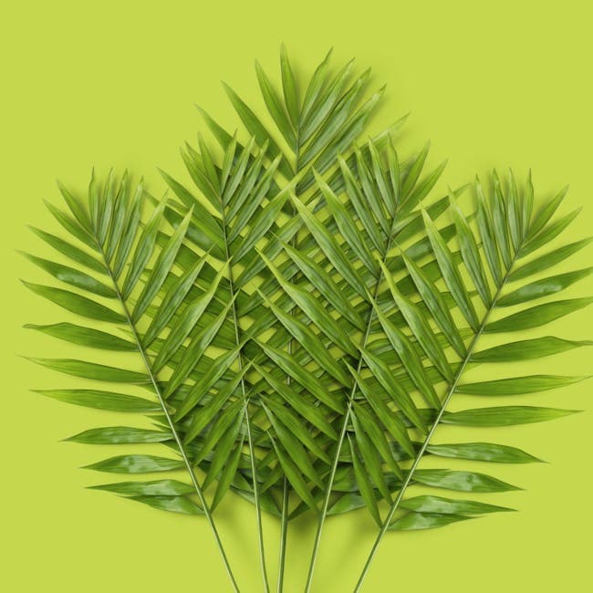 Rhapis Palm — wholesale palm, 6in