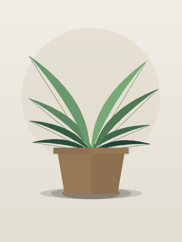 Rhapis Palm — wholesale palm, 6in