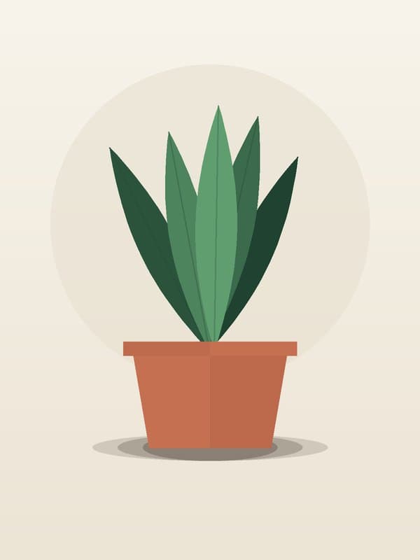 Sansevieria Superba Robusta — wholesale sansevieria, 10in