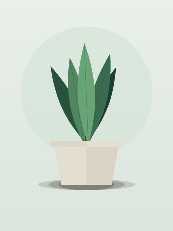 Sansevieria Wintergreen