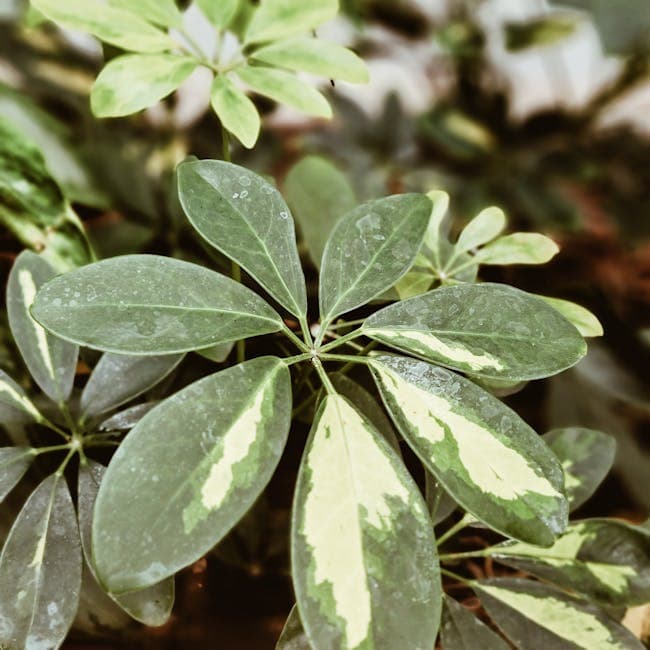 Schefflera Gold Capella Braid