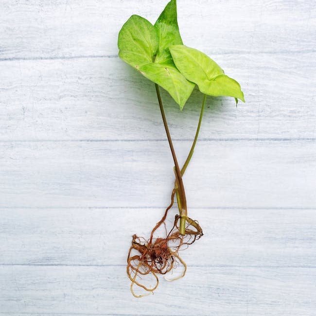 Syngonium Confetti