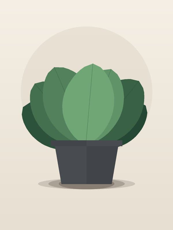 Syngonium Confetti