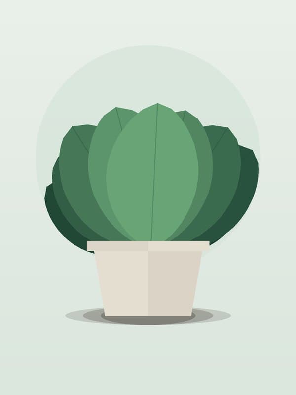 Syngonium Pixie