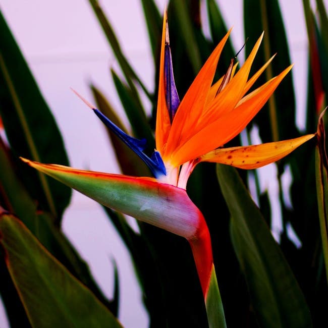 White Bird of Paradise — wholesale other, 8in