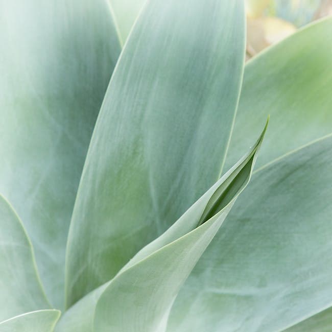 Yucca Branch