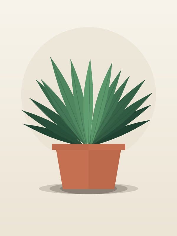 Yucca Branch