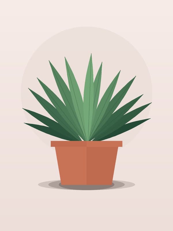 Yucca Cane 4-3-2 — wholesale yucca, 10in